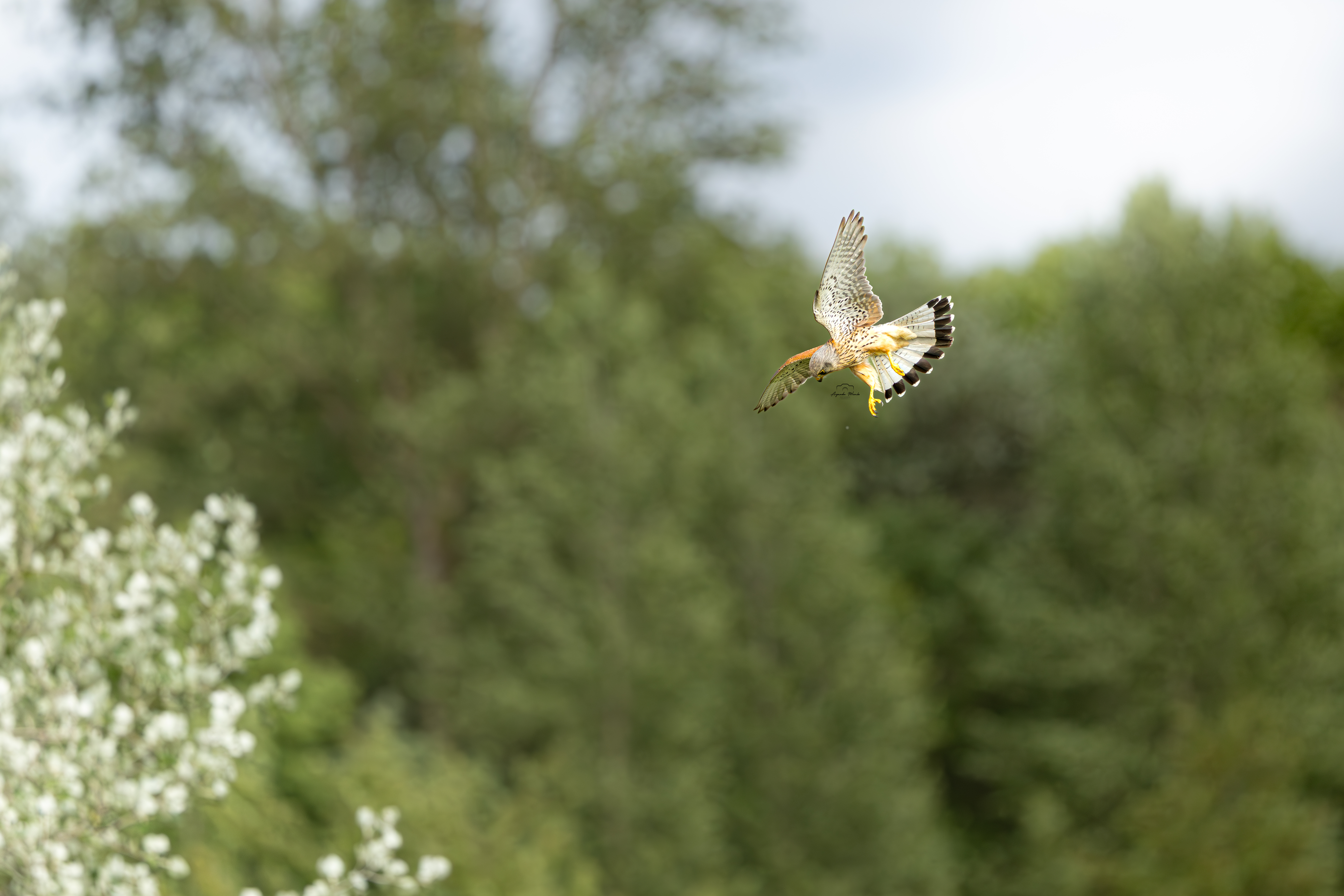 Common Kestrel